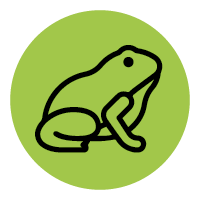 FS-2024-icon-amphibians